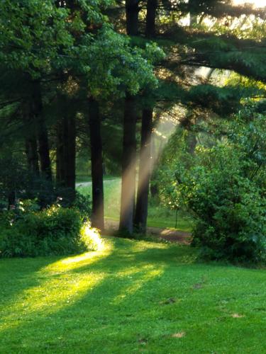 Sunrise in the forest.