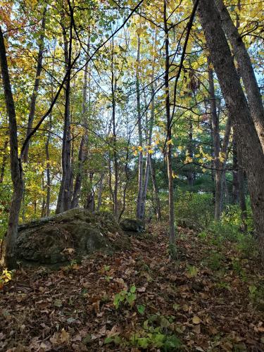 Rocky tops in the forest.