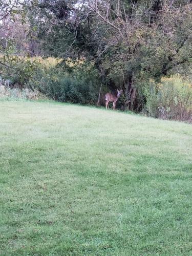 Deer out the front window.